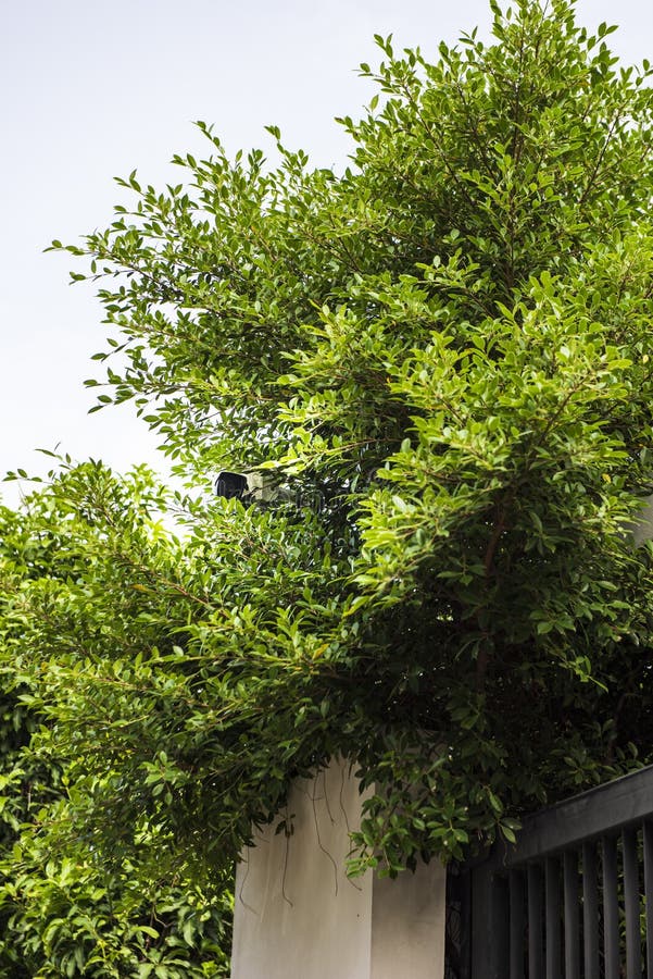 Une caméra de surveillance moderne blanche sur un mur de la porte d'entrée de la maison, entourée d'arbres photo stock Une caméra de surveillance moderne blanche sur un mur de la porte d'entrée de la maison, entourée d'arbres photo stock