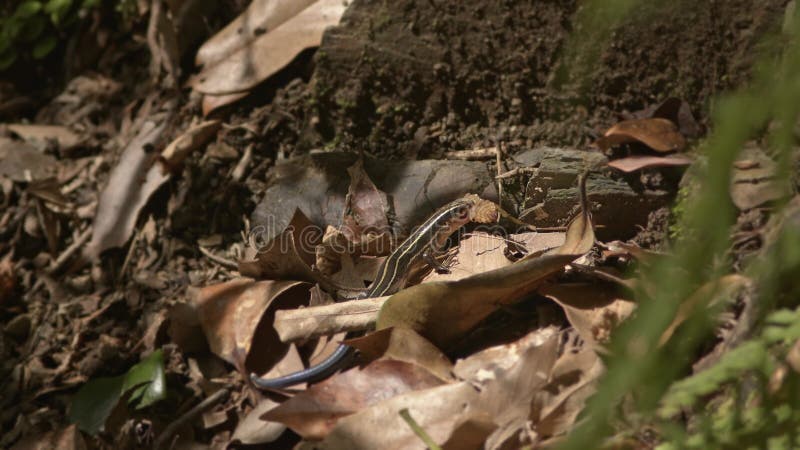 Une chasse au lézard pour les insectes.