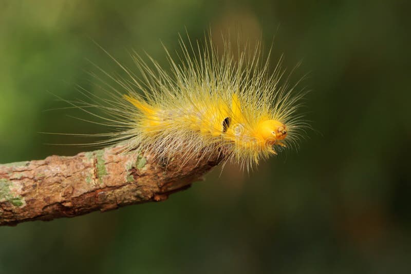 Une Chenille Jaune Vif Recherche De La Nourriture Sur Un ...