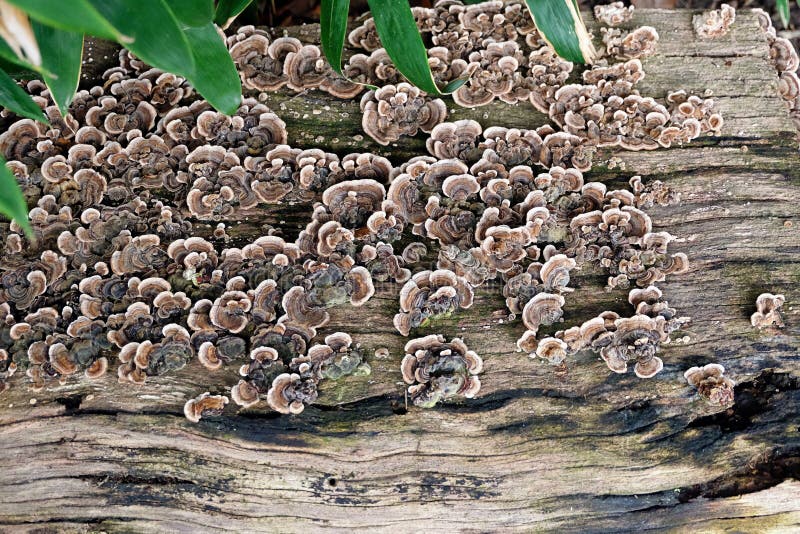 The mushroom / fungus trametes versicolor is also called Turkey Tail due to its colorful pattern. The wood / bark is dead and rotting, but new life grows on it showing the circle of life and natural recycling. An organic / biological background. The colony is very dense with many layers covering others. Each fungus is multi-colored with lines in different colors as brown, green, blue, white, purple and violet tones. The mushroom / fungus trametes versicolor is also called Turkey Tail due to its colorful pattern. The wood / bark is dead and rotting, but new life grows on it showing the circle of life and natural recycling. An organic / biological background. The colony is very dense with many layers covering others. Each fungus is multi-colored with lines in different colors as brown, green, blue, white, purple and violet tones.