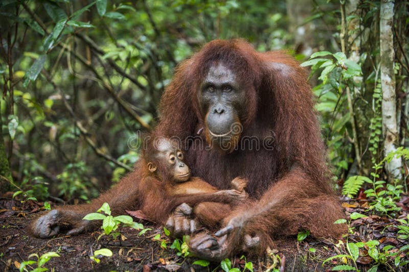 Une femelle de l'orang-outan avec un petit animal images stock Une femelle de l'orang-outan avec un petit animal images stock