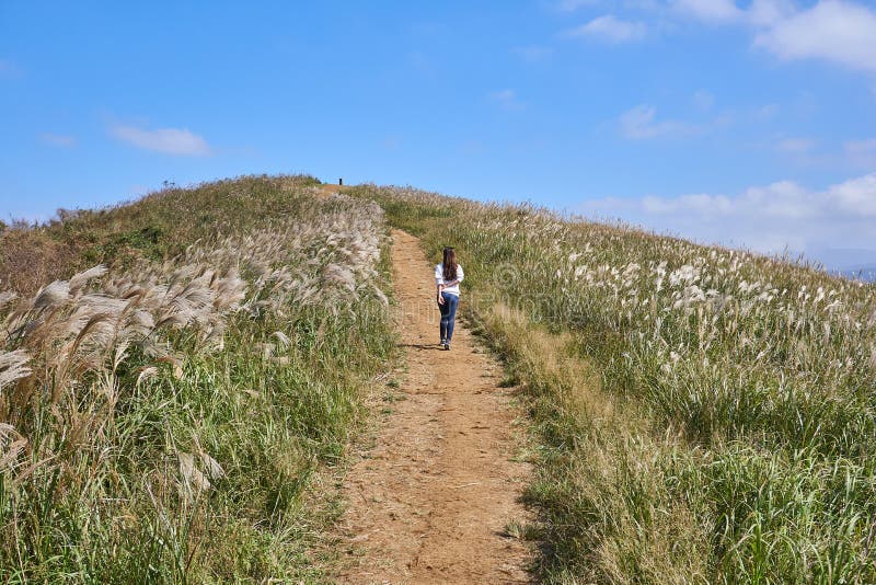 Une femme marchant vers la crête d'une colline complètement d'herbe de flamme pendant l'automne à l'île de Jeju, Corée du Sud image libre de droits Une femme marchant vers la crête d'une colline complètement d'herbe de flamme pendant l'automne à l'île de Jeju, Corée du Sud image libre de droits
