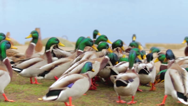 Une femme nourrit des canards sauvages près de la rivière clips vidéos
