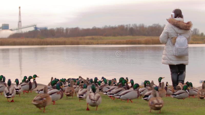 Une femme nourrit des canards sauvages près de la rivière banque de vidéos