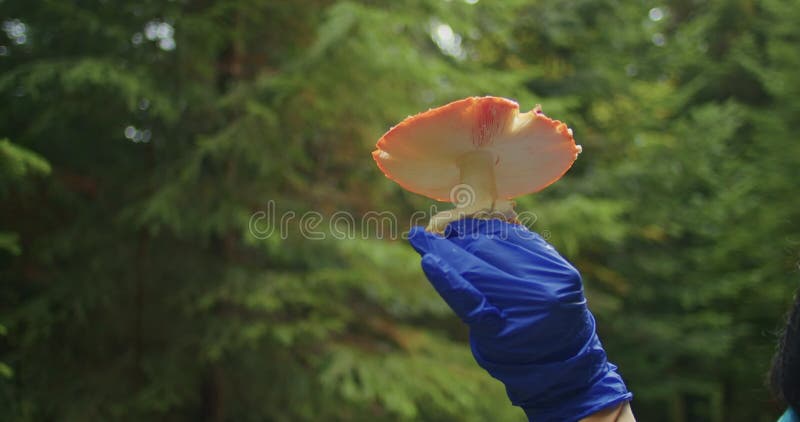 Une femme ramasse des champignons agariques. champignons agariques de la mouche hallucinogène dans la forêt. banque de vidéos
