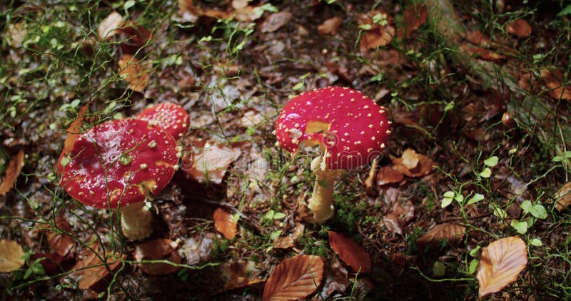 Une femme ramasse des champignons agariques. champignons agariques de la mouche hallucinogène dans la forêt. banque de vidéos