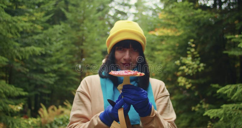 Une femme ramasse des champignons agariques. champignons agariques de la mouche hallucinogène dans la forêt. banque de vidéos