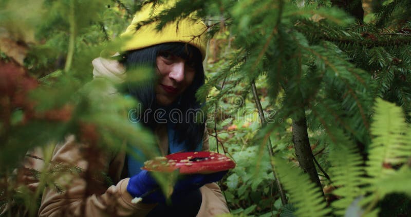 Une femme ramasse des champignons agariques. champignons agariques de la mouche hallucinogène dans la forêt. clips vidéos