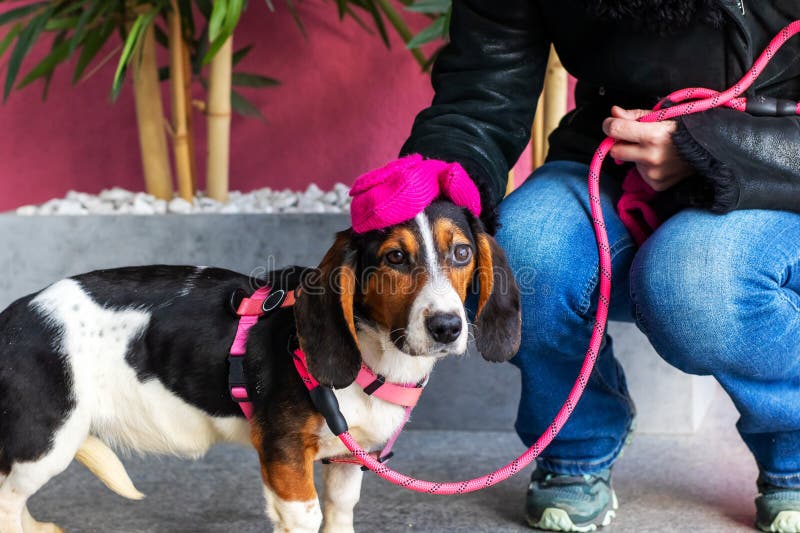 Une femme s'agenouille à côté d'un chien qui porte un chapeau rose photo libre de droits