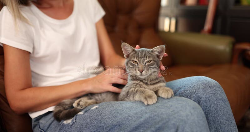 Une femme se détend sur un canapé en cuir caressant doucement le chaton gris banque de vidéos