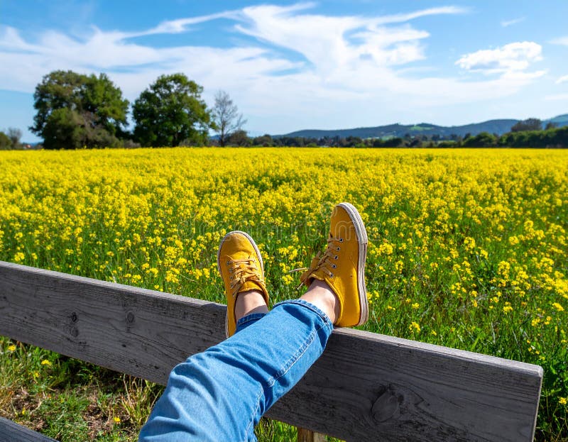Une femme se reposant avec ses jambes soutenue sur un banc au milieu d'un champ de jaune illustration libre de droits