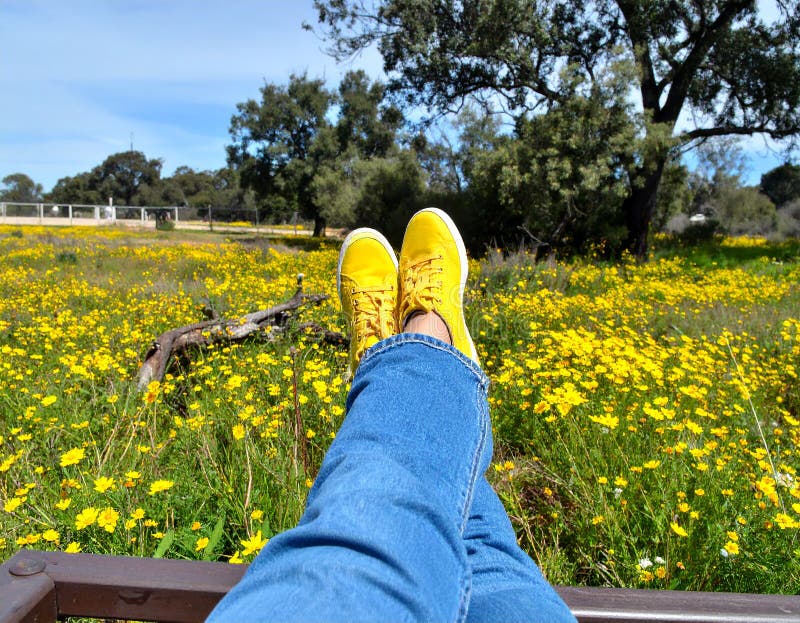 Une femme se reposant avec ses jambes soutenue sur un banc au milieu d'un champ de jaune illustration stock