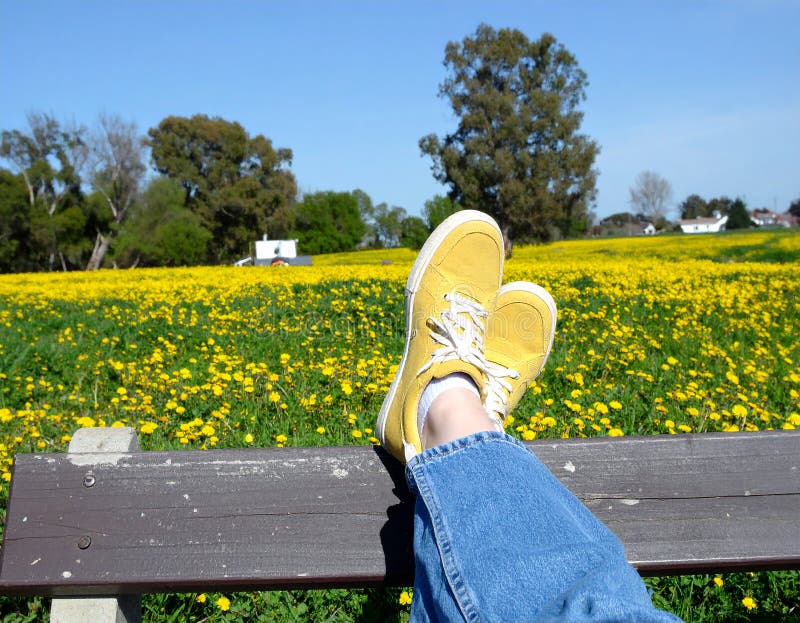 Une femme se reposant avec ses jambes soutenue sur un banc au milieu d'un champ de jaune illustration libre de droits
