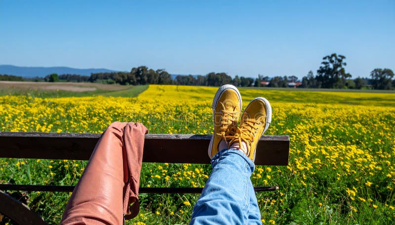 Une femme se reposant avec ses jambes soutenue sur un banc au milieu d'un champ de jaune illustration stock
