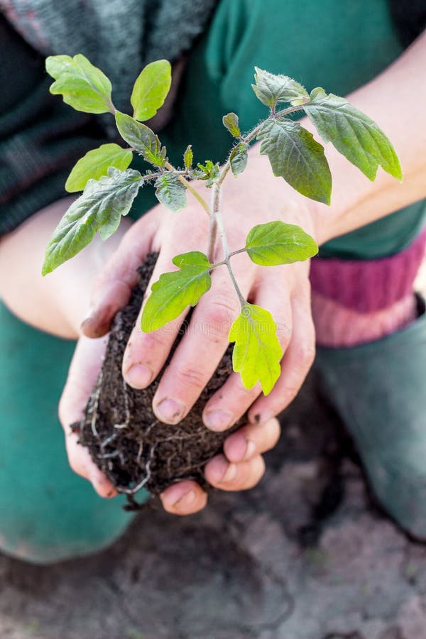Le Jardinier Tient Dans Ses Mains De Grands Ciseaux Pour Couper Des Branches  D'arbres Un Homme Dans Le Jardin Avec Des Sécateurs