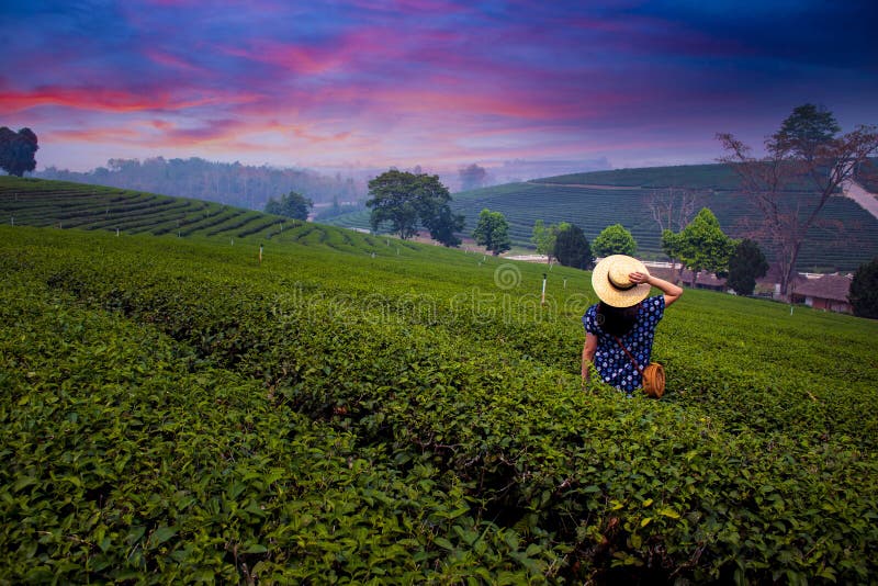 Une femme voyage au champ de plantation de thé dans Chiangrai photos stock Une femme voyage au champ de plantation de thé dans Chiangrai photos stock