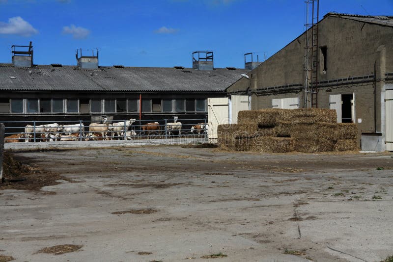 Une ferme avec des vaches image libre de droits Une ferme avec des vaches image libre de droits