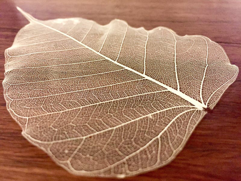 Une feuille squelettique décorative photo stock Une feuille squelettique décorative photo stock