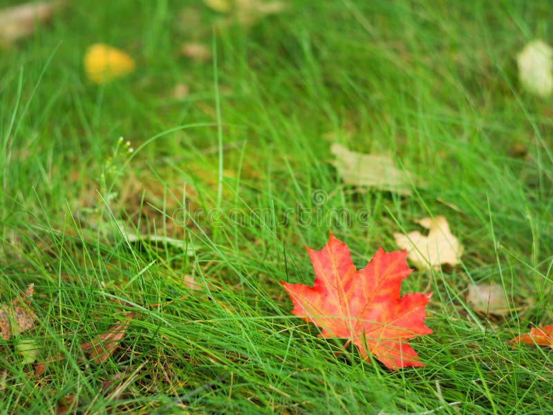 Une feuille tombée dans l'herbe photographie stock Une feuille tombée dans l'herbe photographie stock