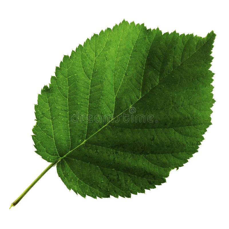 Une feuille verte de m?re d'isolement sur le fond blanc, c?t? sup?rieur de feuille images stock Une feuille verte de m?re d'isolement sur le fond blanc, c?t? sup?rieur de feuille images stock