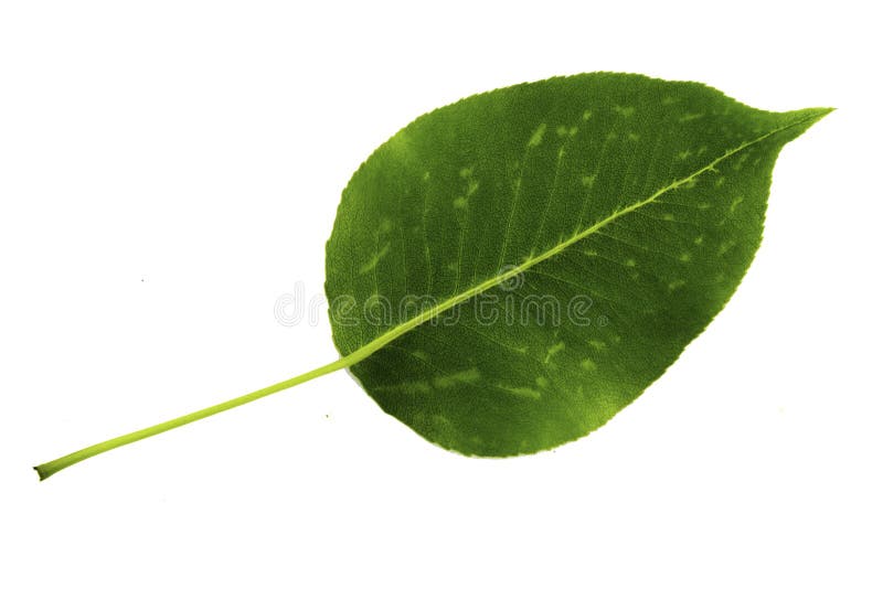 Une feuille verte de poire d'isolement sur le fond blanc, côté inférieur de feuille photos stock Une feuille verte de poire d'isolement sur le fond blanc, côté inférieur de feuille photos stock