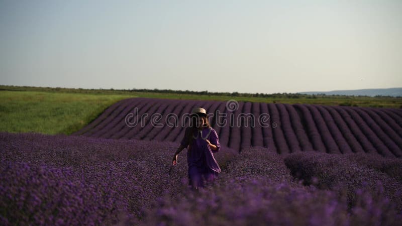 Une fille court à travers un champ de fleurs de lavande violette. Le terrain est vaste et le ciel est dégagé. clips vidéos