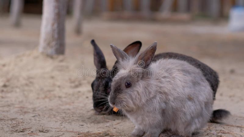 Une fille nourrit un lapin de carotte