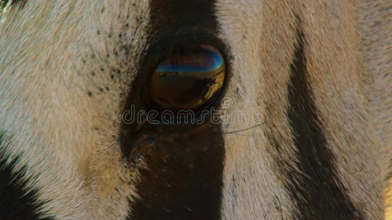 Une fin adulte de gazelle d'oryx de Gemsbok vers le haut de visage, parc national franchissant les frontières de Kgalagadi, Afriq images stock Une fin adulte de gazelle d'oryx de Gemsbok vers le haut de visage, parc national franchissant les frontières de Kgalagadi, Afriq images stock