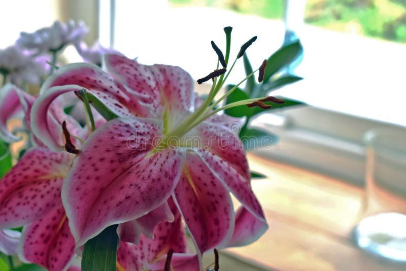 Une fin de quelques lis colorés beau par rose avec les pétales tachetés, les fleurs sont situées devant une fenêtre photographie stock libre de droits Une fin de quelques lis colorés beau par rose avec les pétales tachetés, les fleurs sont situées devant une fenêtre photographie stock libre de droits