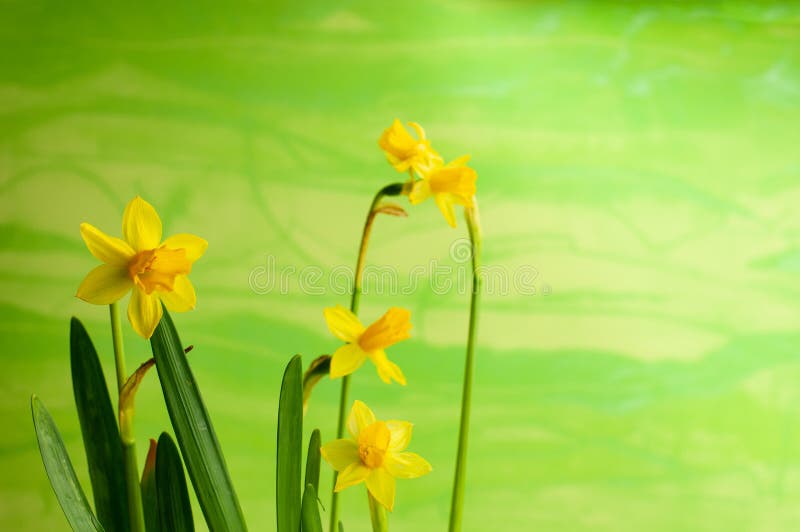 Une jonquille naine photo stock. Image du fleur, nain - 62829118