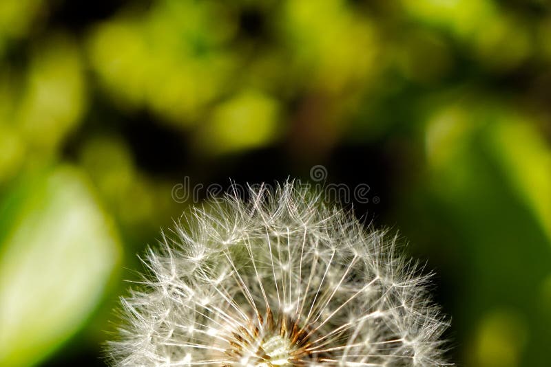 Une fleur de pissenlit images libres de droits Une fleur de pissenlit images libres de droits