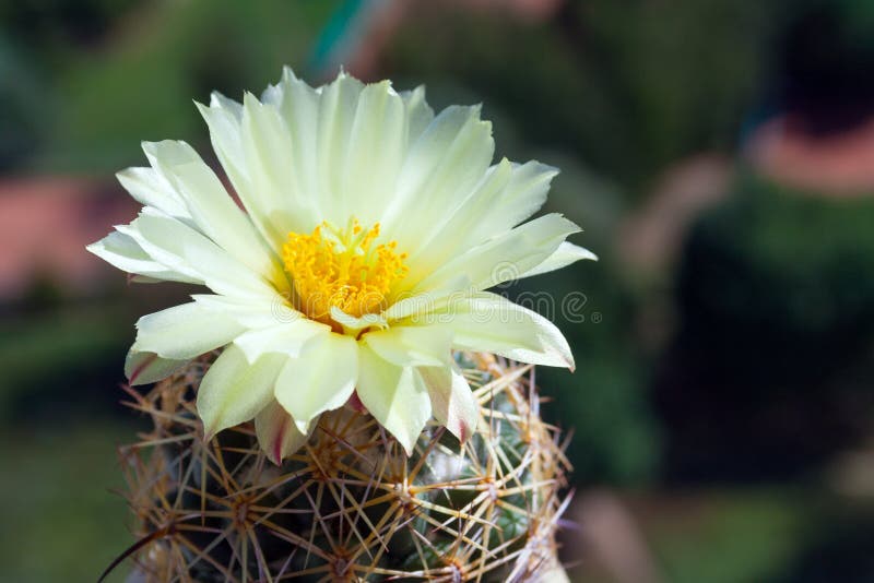 Une fleur doux-jaune de cactus de ruche de Coryphantha photo stock Une fleur doux-jaune de cactus de ruche de Coryphantha photo stock