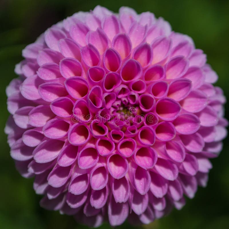 Une fleur rose de dahlia images stock Une fleur rose de dahlia images stock