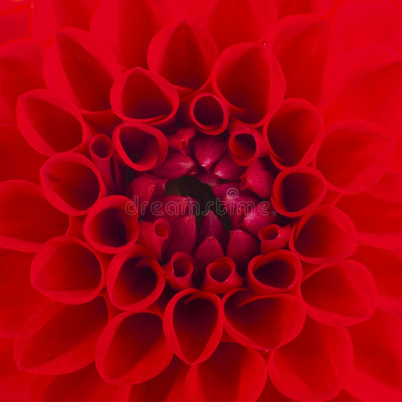 Une fleur rouge de dahlia photographie stock Une fleur rouge de dahlia photographie stock
