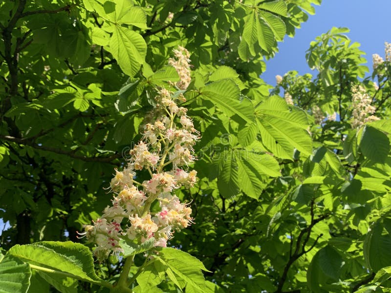 Une fleur sur un châtaignier. La châtaigne en fleurs au printemps. L'arbre vert a fleuri. Un arbre vert fleuri en peut.