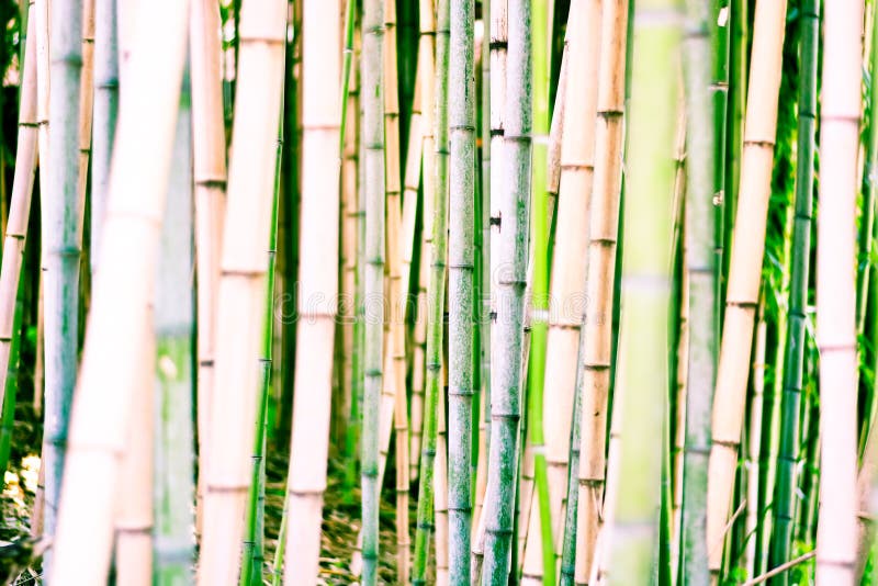 Une forêt en bambou photographie stock libre de droits Une forêt en bambou photographie stock libre de droits