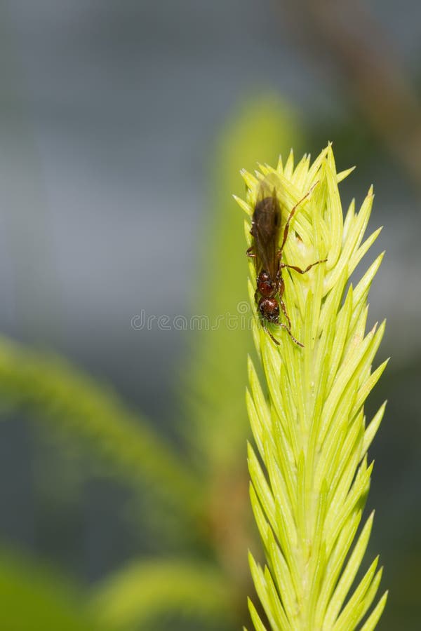 Une fourmi rouge accrochant sur le macro de mousse photo libre de droits Une fourmi rouge accrochant sur le macro de mousse photo libre de droits