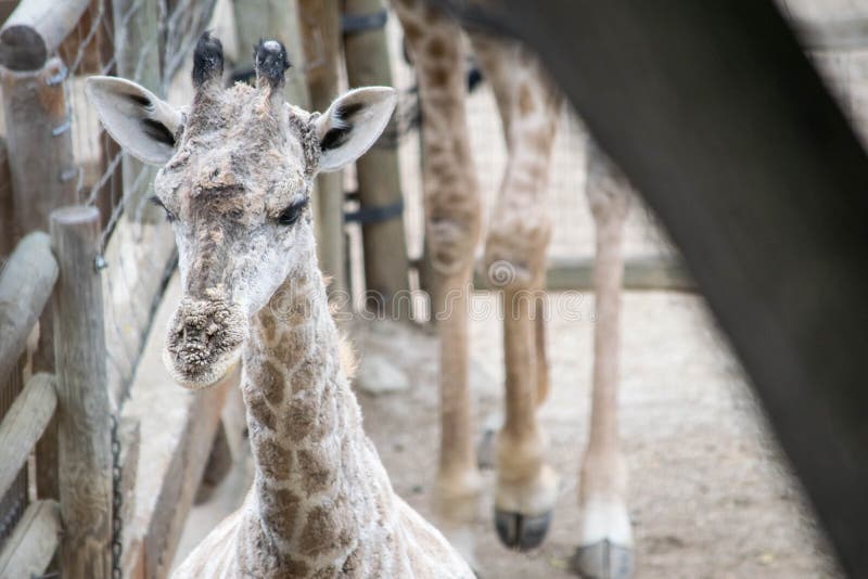 Une girafe de bébé image stock Une girafe de bébé image stock