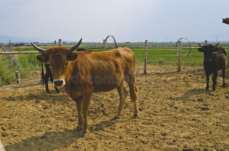 Une goupille de jeunes taureaux à la ferme poussiéreuse image libre de droits Une goupille de jeunes taureaux à la ferme poussiéreuse image libre de droits