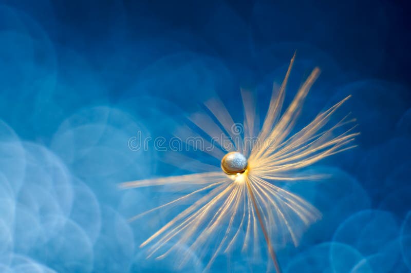 Une goutte de l'eau brillante sur le duvet de pissenlit Beau fond bleu abstrait Macro, foyer mou Belle carte de voeux pour photo libre de droits Une goutte de l'eau brillante sur le duvet de pissenlit Beau fond bleu abstrait Macro, foyer mou Belle carte de voeux pour photo libre de droits