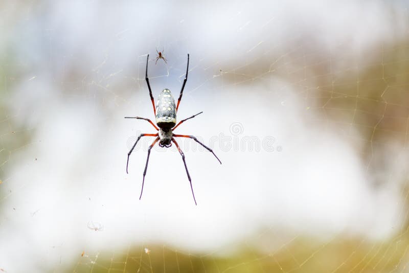 Une grande araignée en son Web images stock