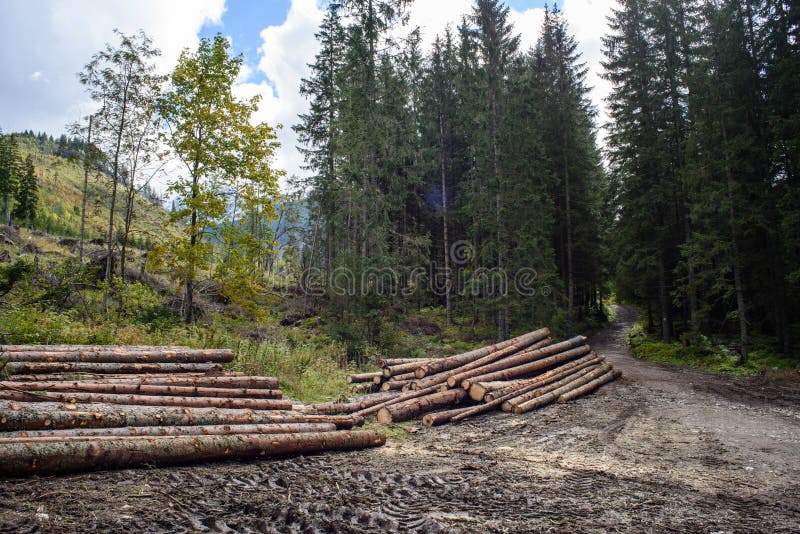 Une Grosse Pile De Bois Dans Une Route Forestière Image stock - Image du  renouvelable, détail: 157582159