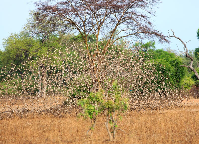 Une grande volée des oiseaux de Quelea en vol - avec la tache floue de mouvement dans le luangwa du sud, Zambie photo libre de droits Une grande volée des oiseaux de Quelea en vol - avec la tache floue de mouvement dans le luangwa du sud, Zambie photo libre de droits