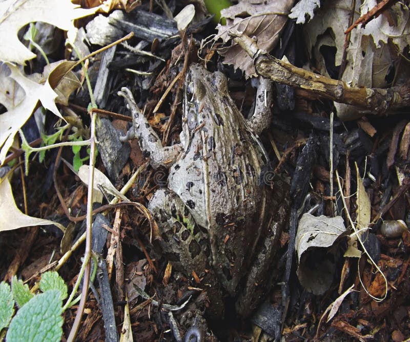 Une grenouille situant au sol photographie stock Une grenouille situant au sol photographie stock