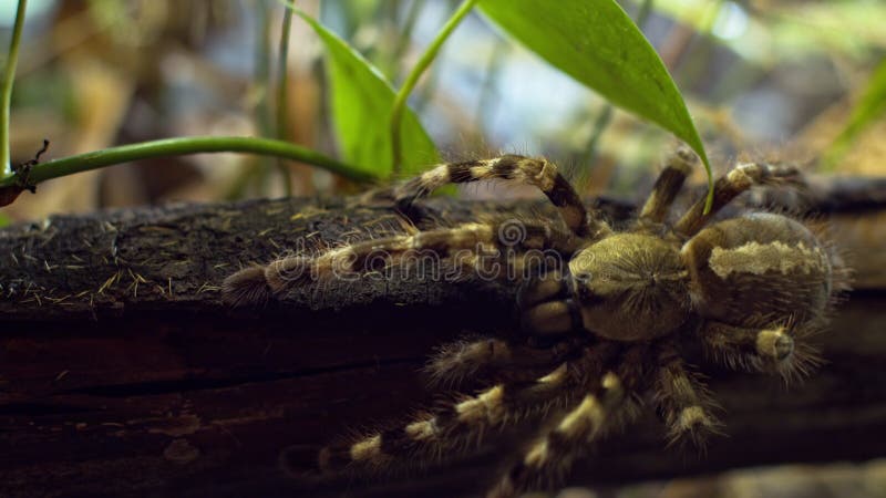 Une grosse araignée revient dans un trou dans le Web. Macro. Maison des parasites. Fin. Le désastre forestraw
