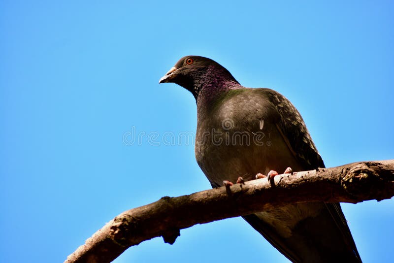 Une haute de pigeon de colombe de roche sur sa perche photographie stock Une haute de pigeon de colombe de roche sur sa perche photographie stock