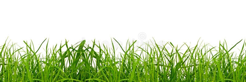 Une Herbe Verte Sur Fond Png Photo stock - Image du fond, jardin: 268704972