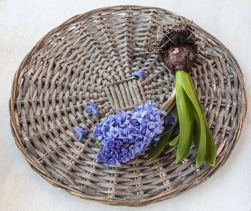 Une jacinthe de fleur avec l'ampoule et les racines image libre de droits Une jacinthe de fleur avec l'ampoule et les racines image libre de droits