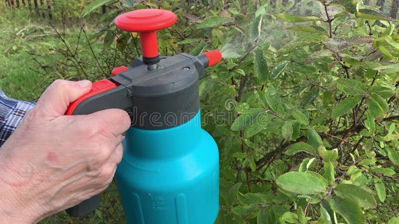 Une jardinière arrose des arbres fruitiers et arbustes contre les maladies des plantes et les parasites en utilisant une bouteill images stock Une jardinière arrose des arbres fruitiers et arbustes contre les maladies des plantes et les parasites en utilisant une bouteill images stock