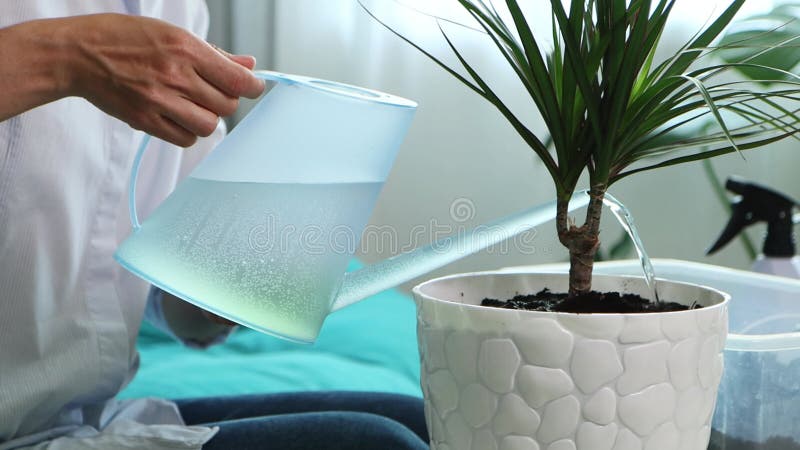 Une jeune femme transplante des fleurs domestiques dans un nouveau pot à la maison